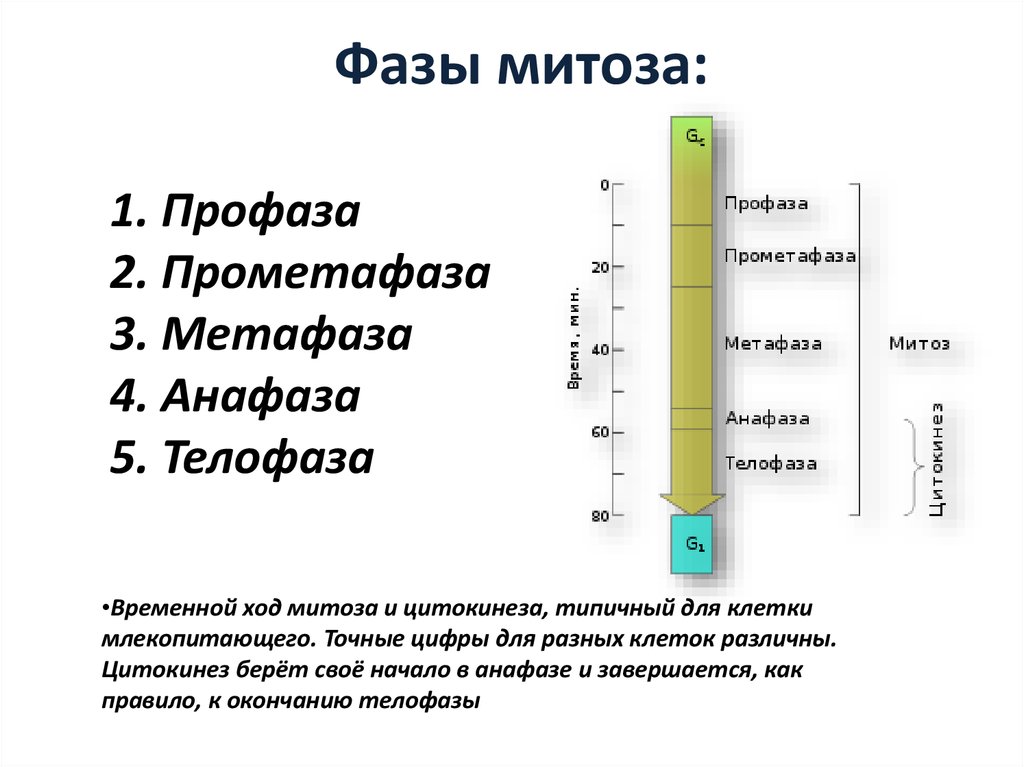 Фазы митоза: