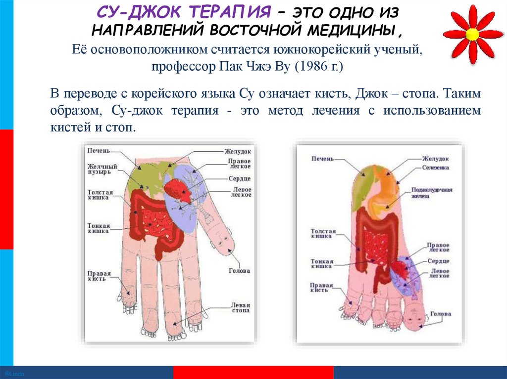 Су джок терапия. Корейская медицина Су Джок. Метод Су Джок терапии. Нетрадиционные методы «Су-Джок терапия». Таблица Су Джок терапии.