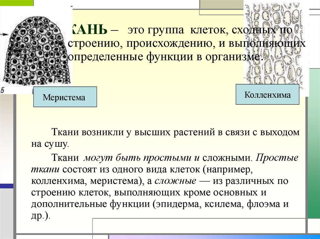 Простые ткани состоят из. Простые и сложные ткани растений. Простые и сложные ткани. Появление тканей у растений. Ткани по строению простые и сложные.