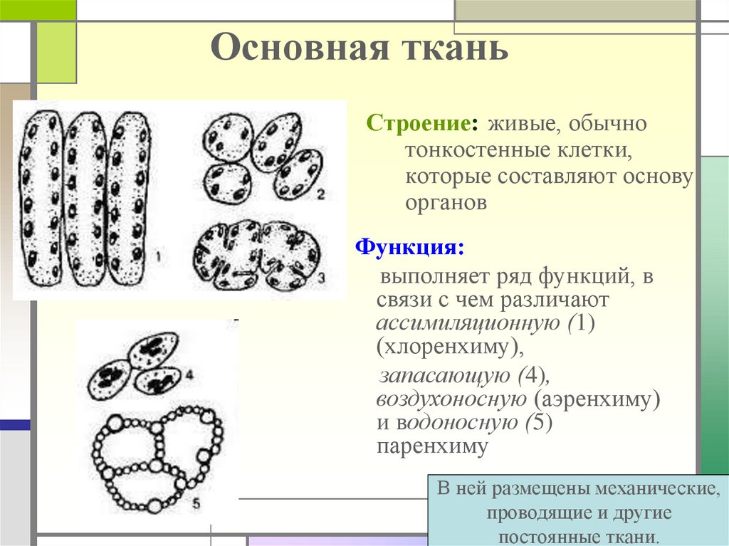 Рисунок основной ткани