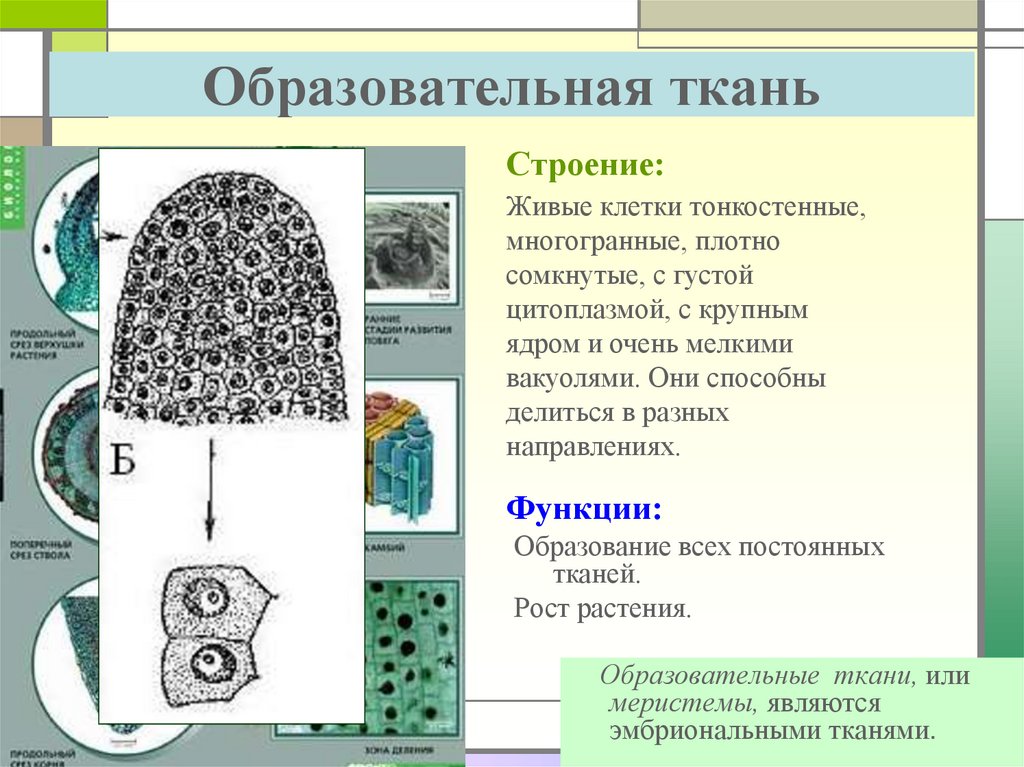 Образовательные ткани растений рисунок