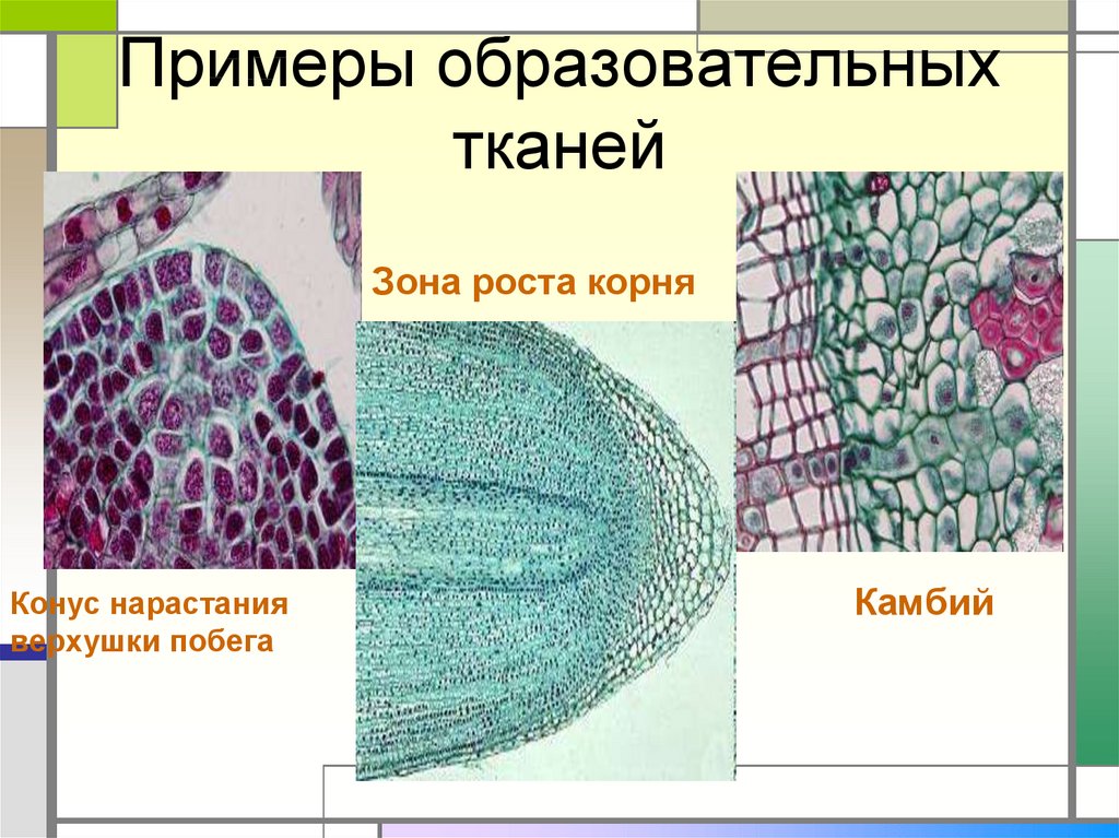 Образовательная ткань стебля