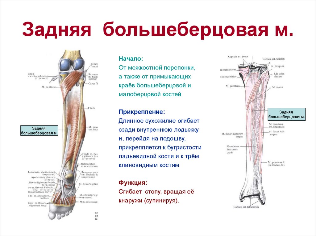 Большеберцовая. Крепление задней большеберцовой мышцы. Крепление сухожилия задней большеберцовой мышцы. Задняя берцовая мышца функции. Функция задней большеберцовой мышцы голени.