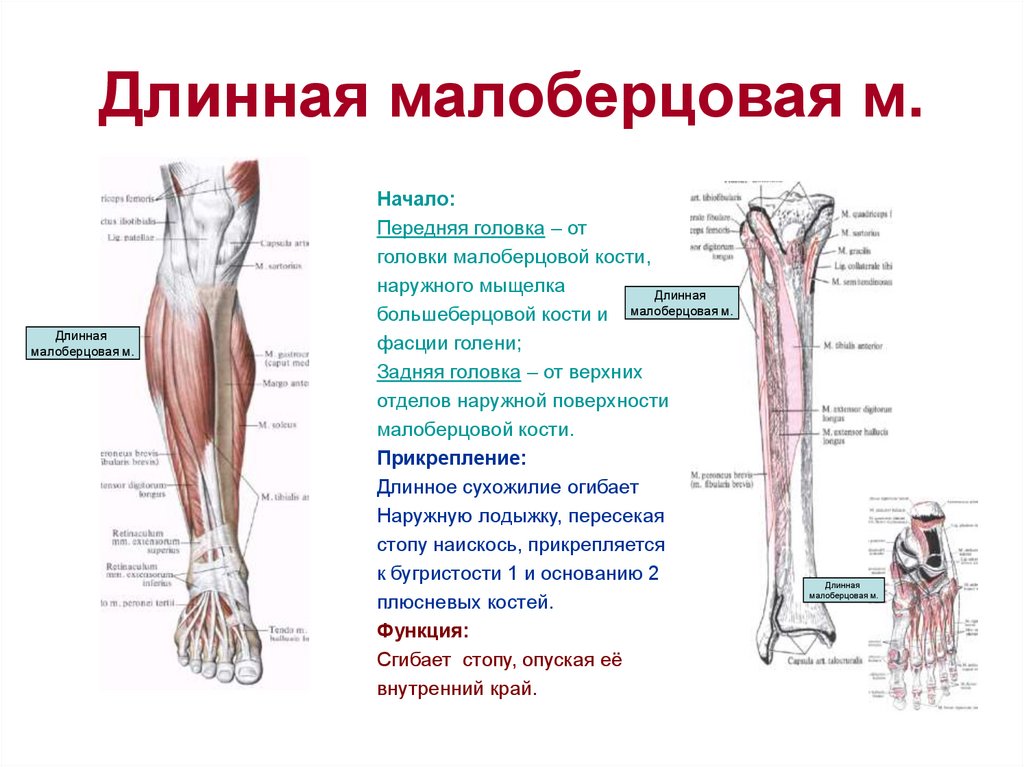 Функция отдела нижних конечностей. Длинная малоберцовая мышца (m. Fibularis Longus). Длинная малоберцовая мышца анатомия функции. Функция передней большеберцовой мышцы голени. Голень большеберцовая кость и малоберцовая.