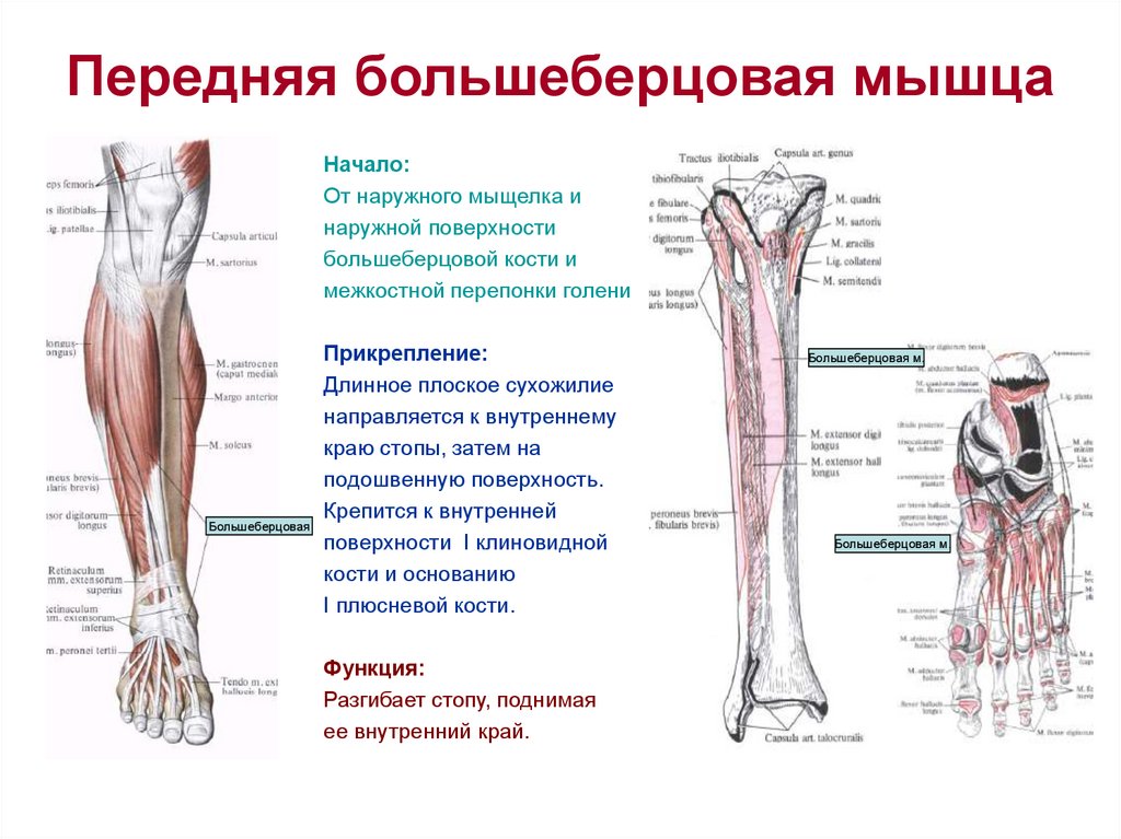 Большеберцовая кость где находится у человека фото на ноге