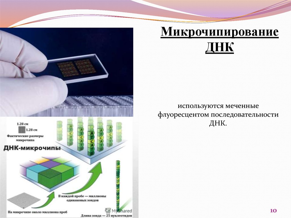 Молекулярная диагностика братск подбельского телефон режим работы