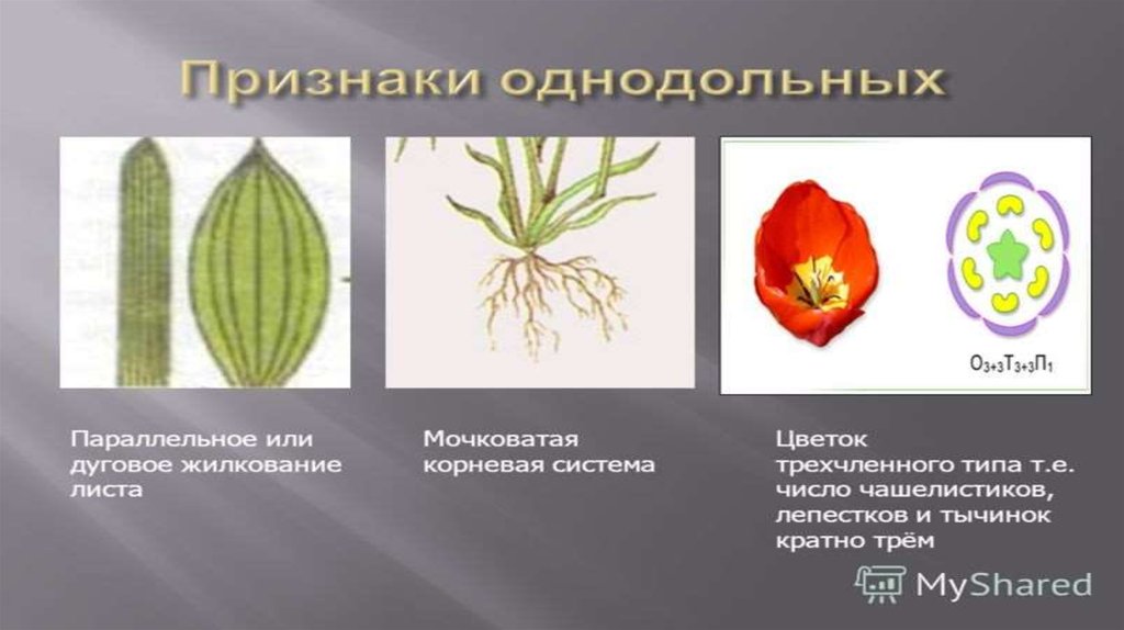 Малина двудольное или однодольное растение. Однодольный листок. Жилкование однодольных. Однодольные — Liliopsida. Дуговое жилкование листьев у однодольных.