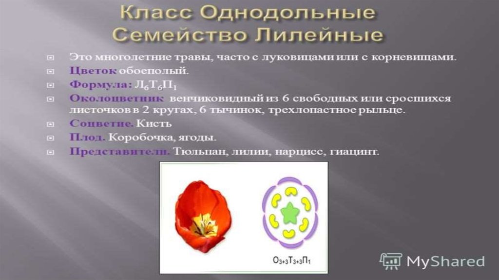 Число тычинок у однодольных. Класс Однодольные презентация. Семейства класса Однодольные. Семейства класса Однодольные презентация. Характеристика класса Однодольные.