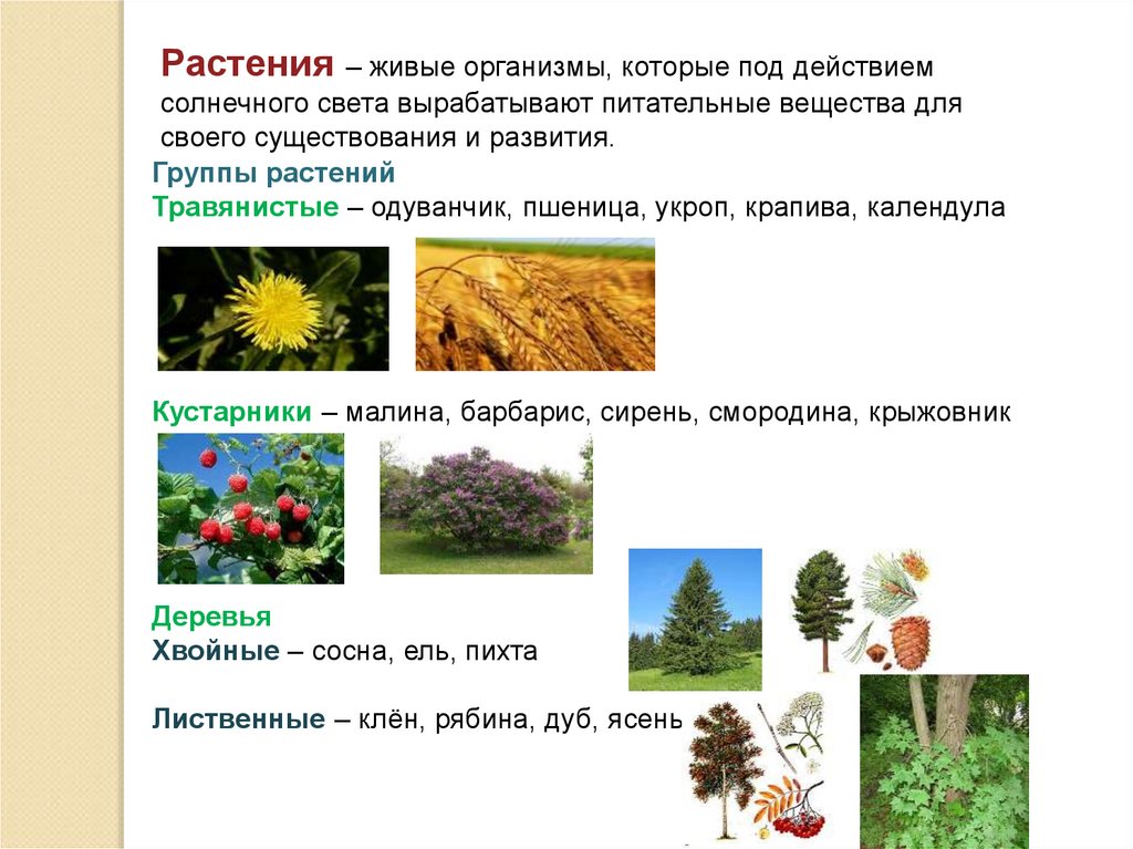 Растения это. Растение живой организм. Растения живые существа организмы. Растения живой организм 3 класс. Растения живой организм 7 класс.
