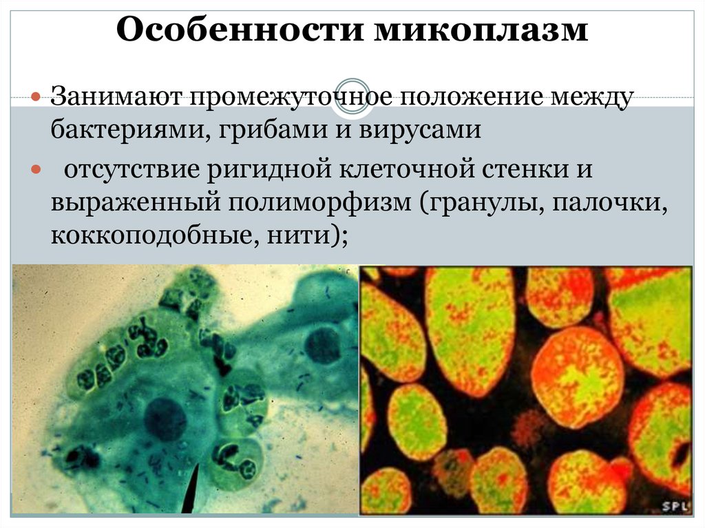 Хламидии трихомонады микоплазма. Микоплазмы патогенные для человека. Микоплазмы световая микроскопия. Микоплазма положение среди микроорганизмов.