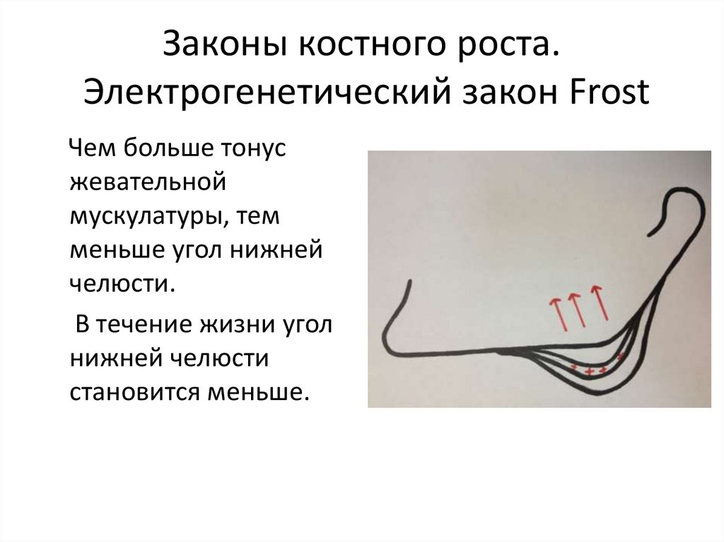 Основы клинической гнатологии биомеханика зубочелюстно лицевой системы презентация