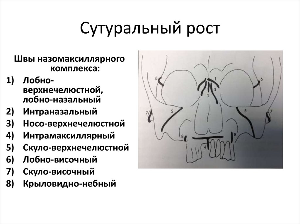 Основы клинической гнатологии биомеханика зубочелюстно лицевой системы презентация