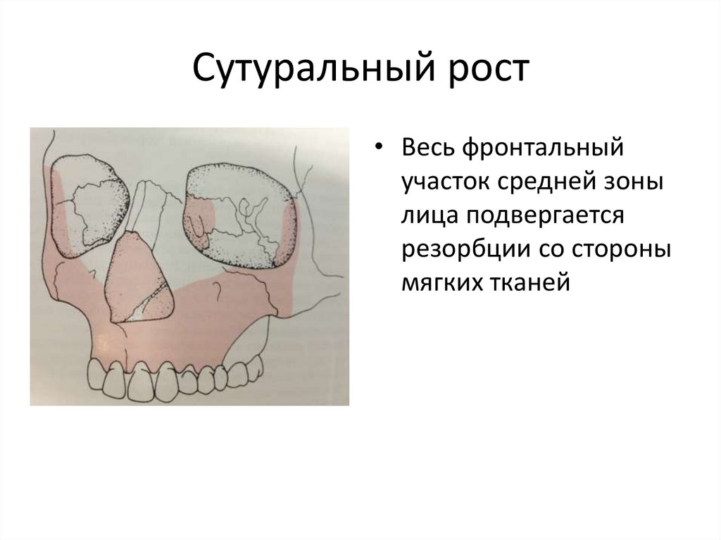 Основы клинической гнатологии биомеханика зубочелюстно лицевой системы презентация