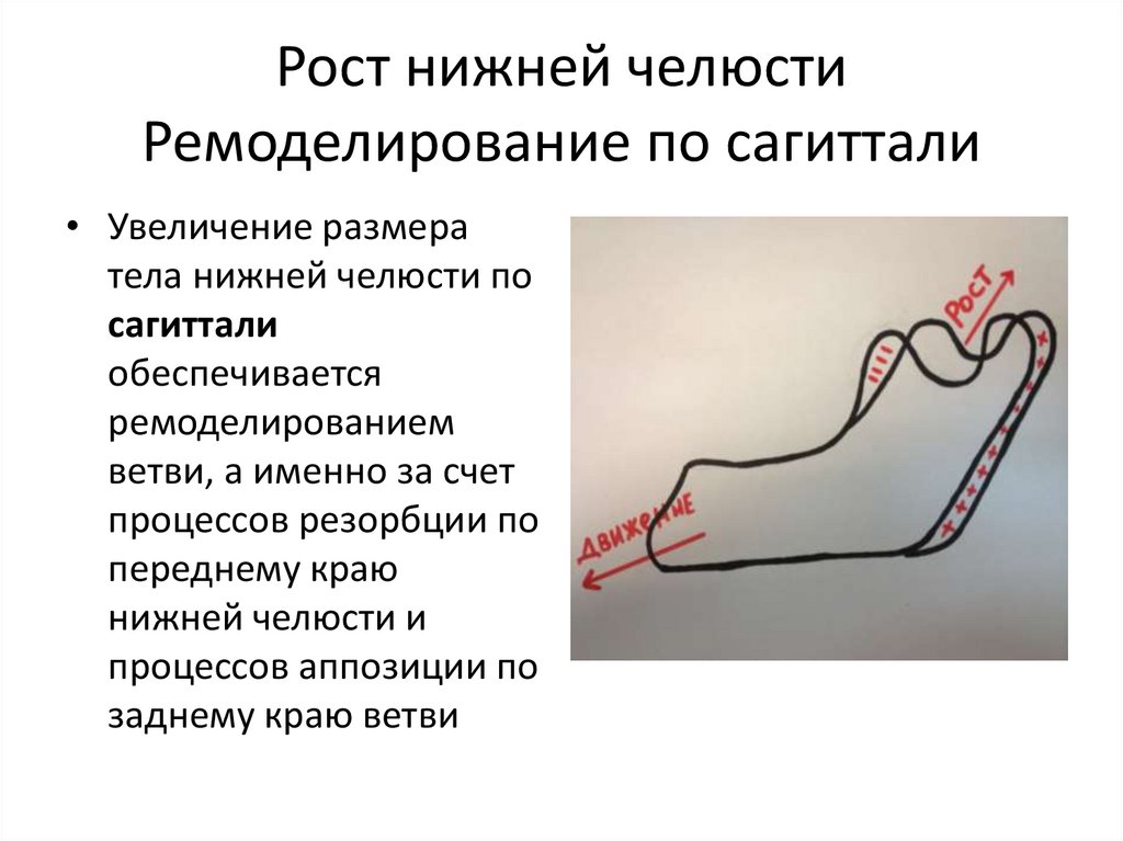 Основы клинической гнатологии биомеханика зубочелюстно лицевой системы презентация