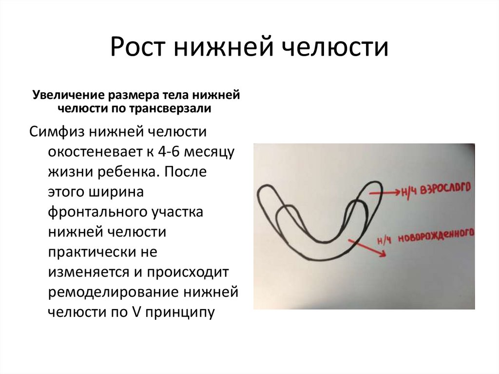 Периоды роста челюстей