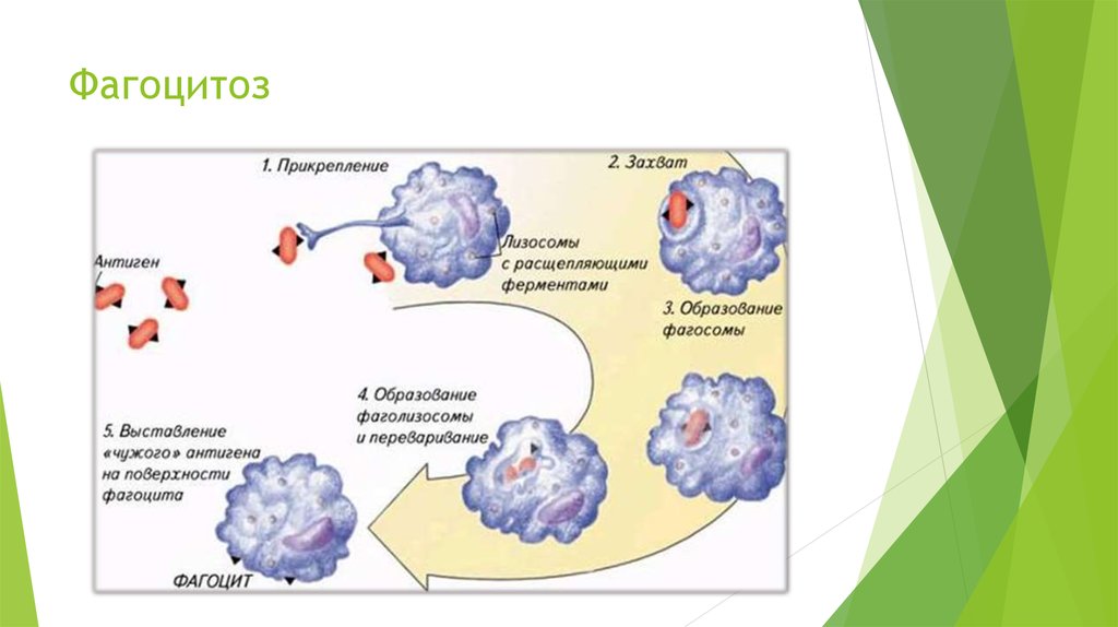 Процесс фагоцитоза рисунок. Процесс фагоцитоза схема. Фагоцитоз лейкоцитов схема. Фагоцитоз микроорганизмов нейтрофилом.