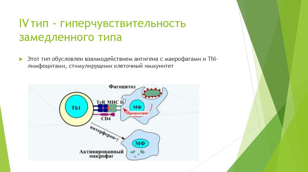 Реакции замедленного типа. 4 Тип гиперчувствительность замедленного типа. Схема гиперчувствительности замедленного типа. Т лимфоциты гиперчувствительности замедленного типа. Механизмы гиперчувствительности замедленного типа лежат в основе.