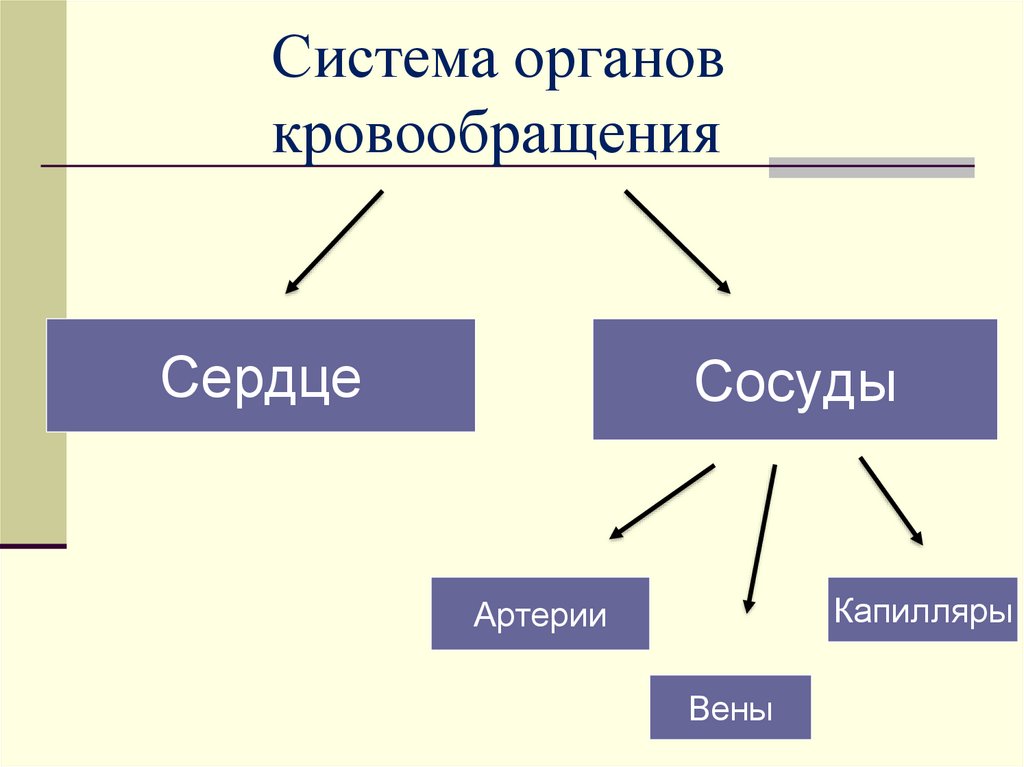 Значение кровообращения