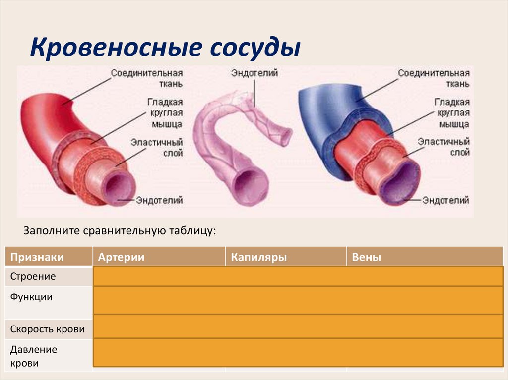 Особенности строения артерий вен. Строение кровеносных сосудов 8 класс биология. Строение артерии вены и капилляры. Типы кровеносных сосудов. Строение артерий, вен, капилляров.. Строение кровеносных сосудов артерии вены.