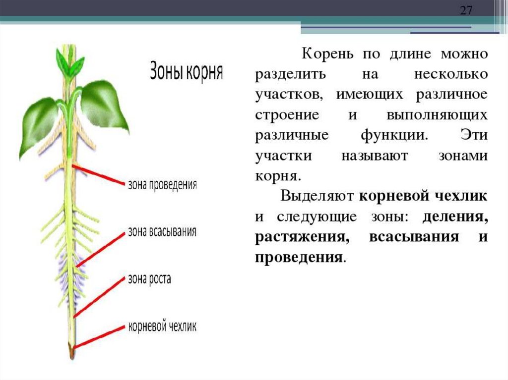 Название частей корня. Корень это биология. Корень растения биология. Корень биология 6 класс. Строение корня растения 6 класс.
