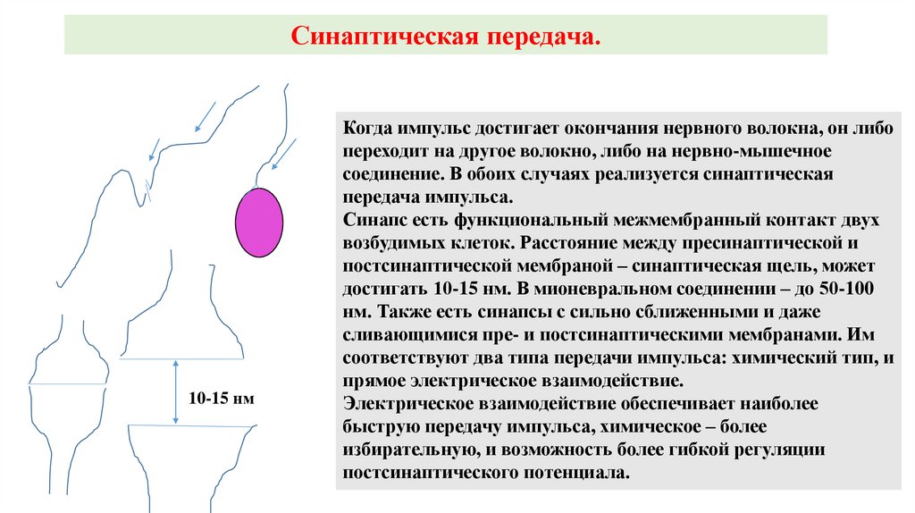 Импульсы передающие данные. Регуляция синаптической передачи. Модуляция синаптической передачи. Синаптическая депрессия. Синаптическая передача импульса.