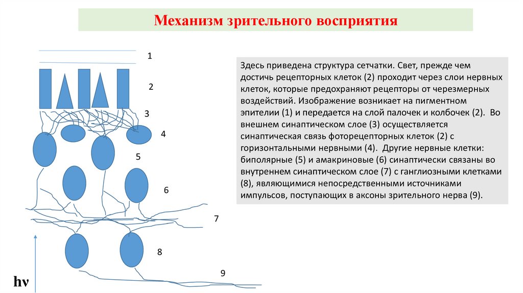 Свет процесс восприятия света. Амакриновые и горизонтальные клетки сетчатки. Амакриновые клетки. Схема зрительного восприятия. Биполярные клетки.