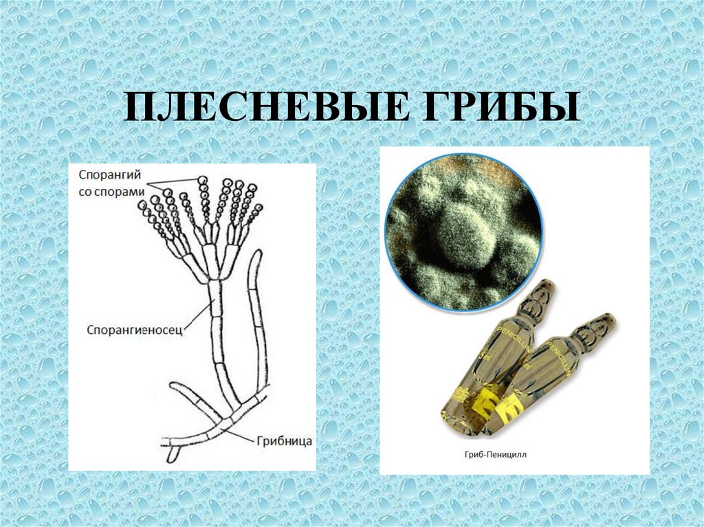 Рисунок пеницилла с обозначениями