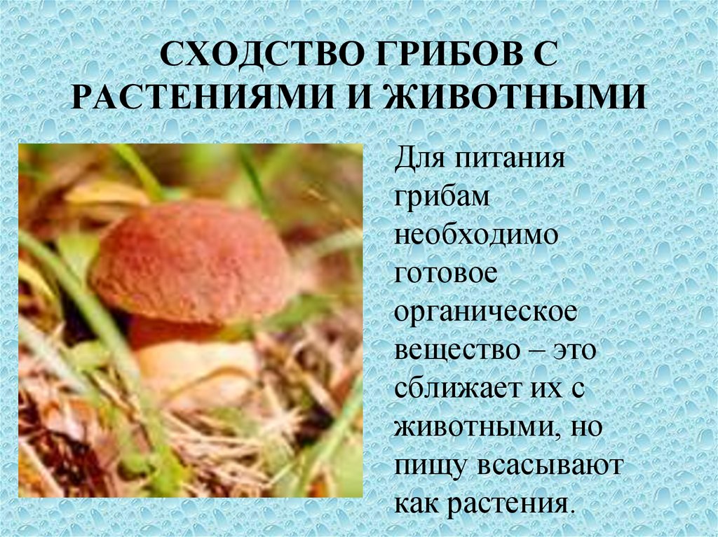Сходством грибов с растениями является