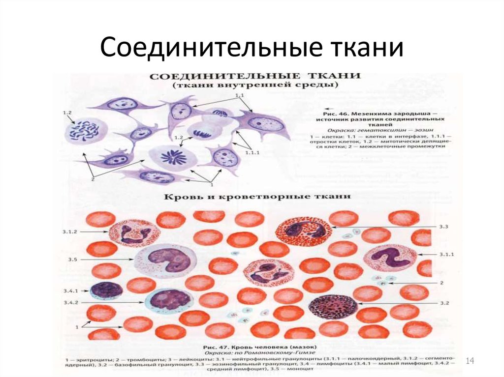 Соединительная ткань рисунок