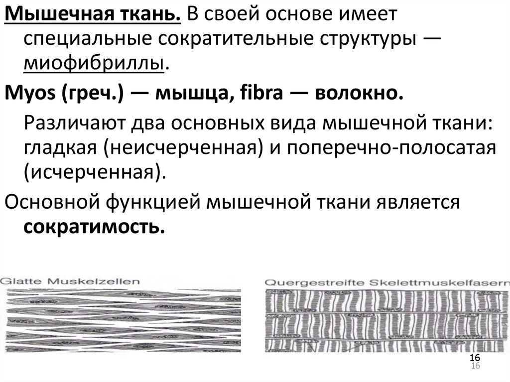 Развитие гладкой мышечной ткани