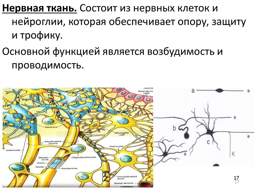 Какие ткани обладают возбудимостью и проводимостью. Клетки нейроглии. Классификация нейроглии. Клетки нейроглии и их функции. Проводимость нервной ткани.