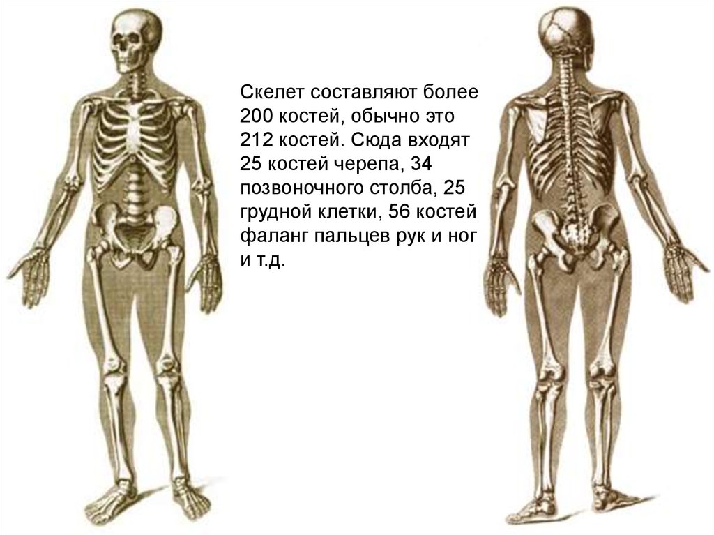 25 костей. Скелет человека Остеология. Опорно двигательный аппарат. Кость опорно-двигательного аппарата. Опорно двигательный аппарат скелет.