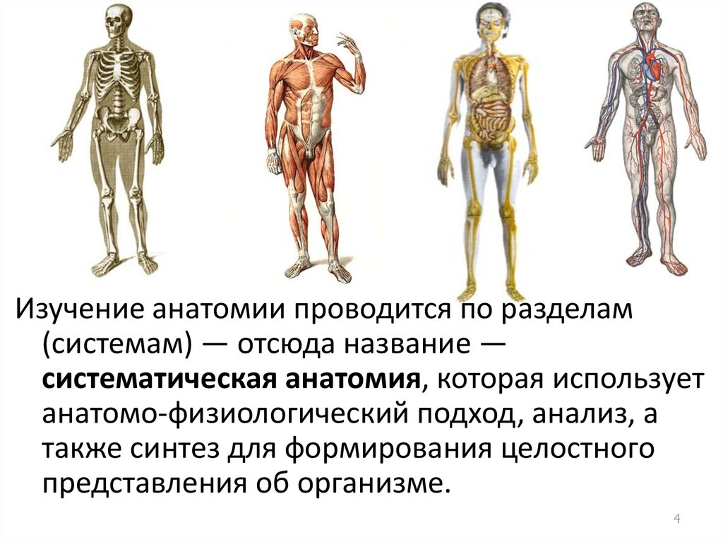 Сколько лет анатомии. Разделы анатомии. Разделы анатомии человека. Опорно двигательная система анатомия.