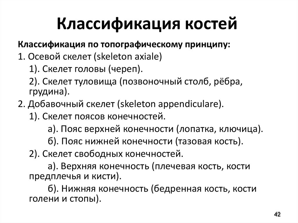 Классификация костей. Принципы классификации костей. Классификация костей по топографии. Классификация скелета.