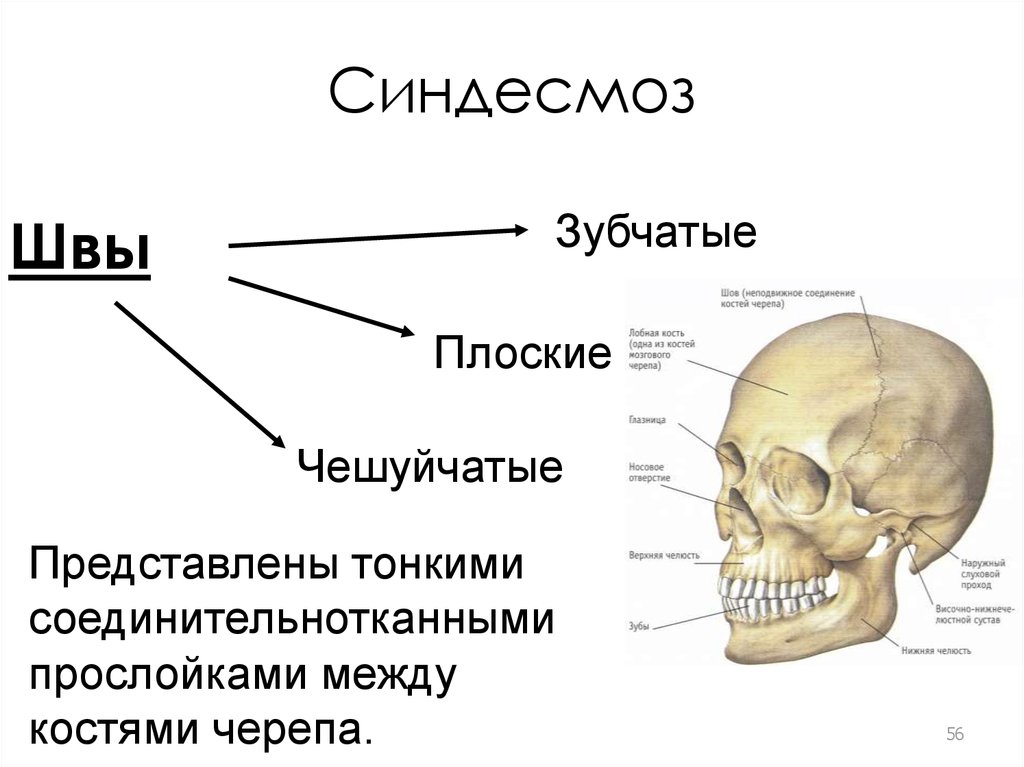 Все кости черепа соединены друг с другом