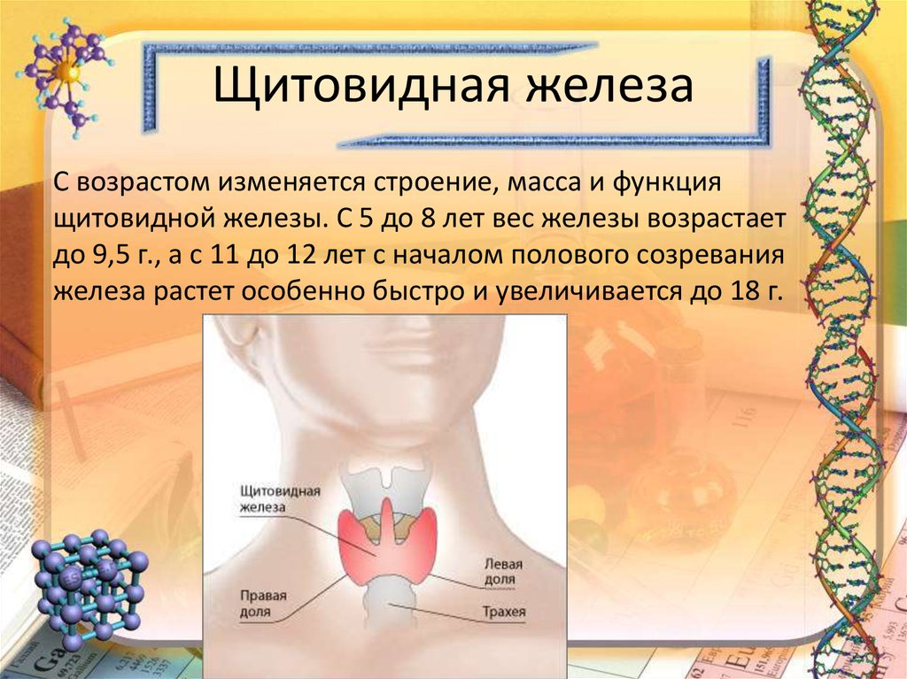 Нормальная функция щитовидной железы. Щитовидная железа строение анатомия. Функции щитовидной железы.