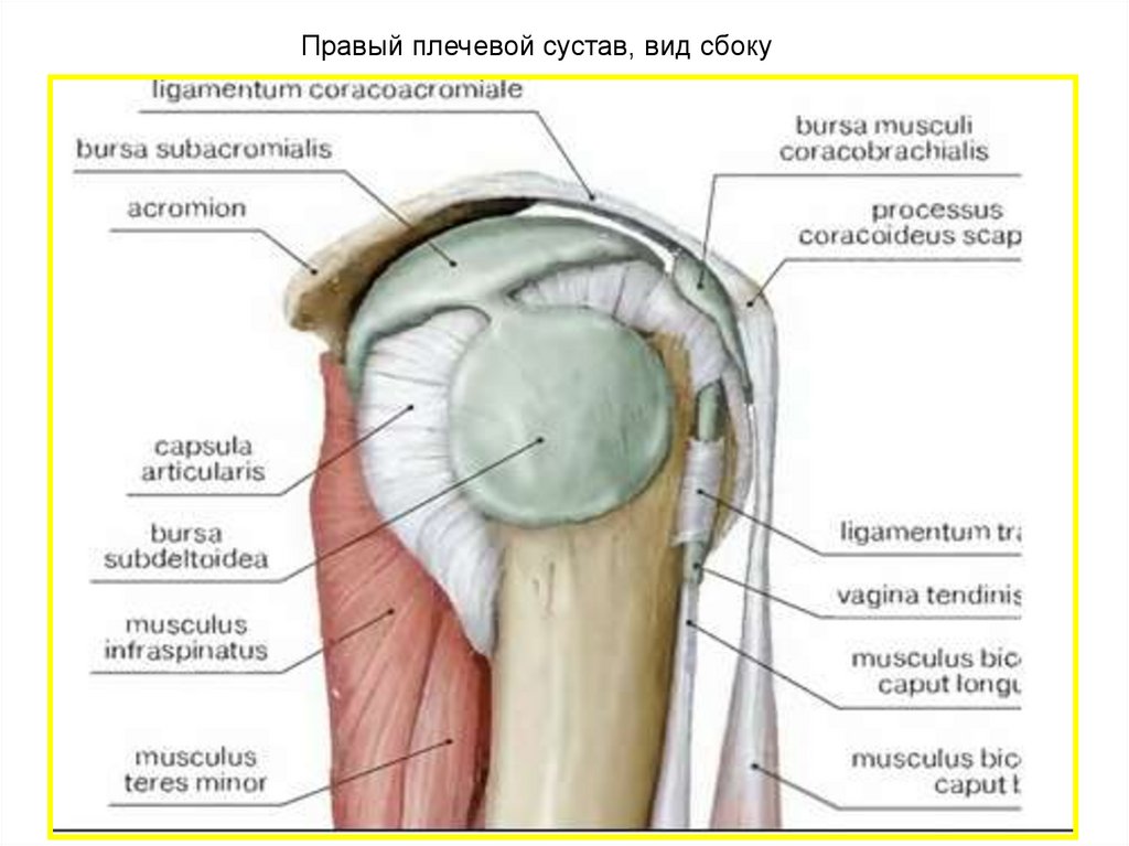 Сумки плечевого сустава анатомия схема