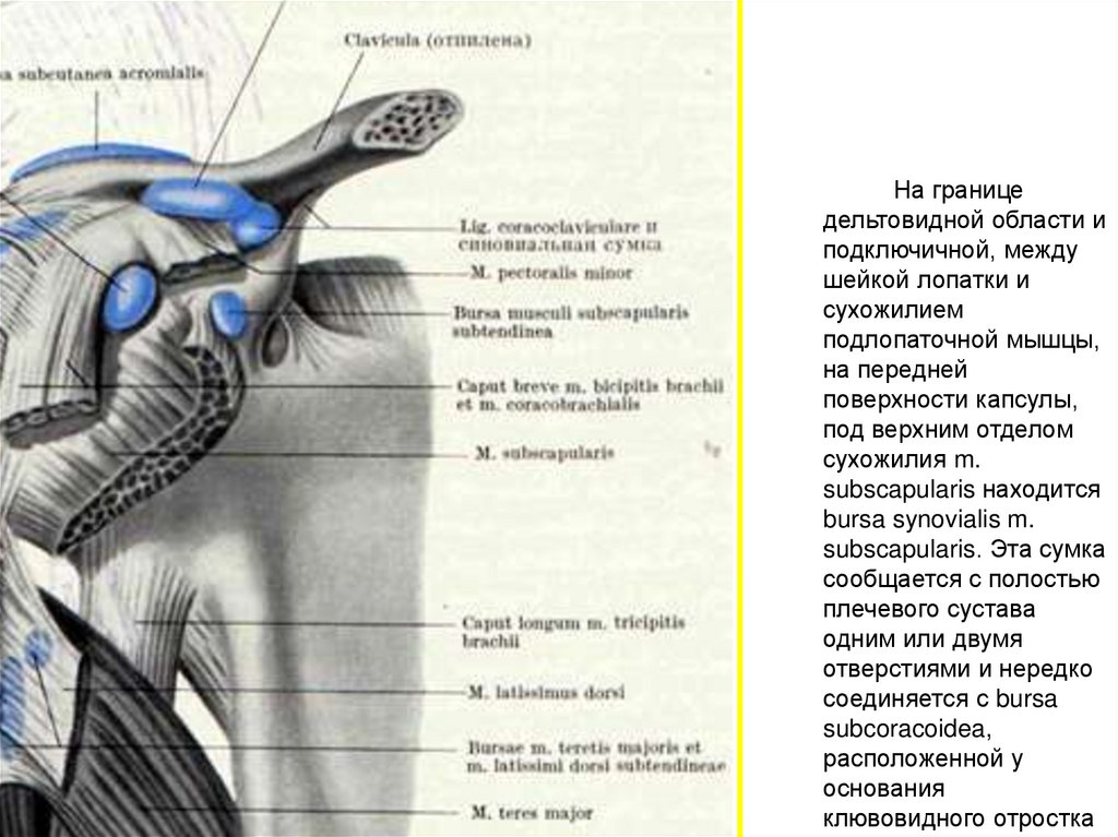 Сумки плечевого сустава анатомия схема