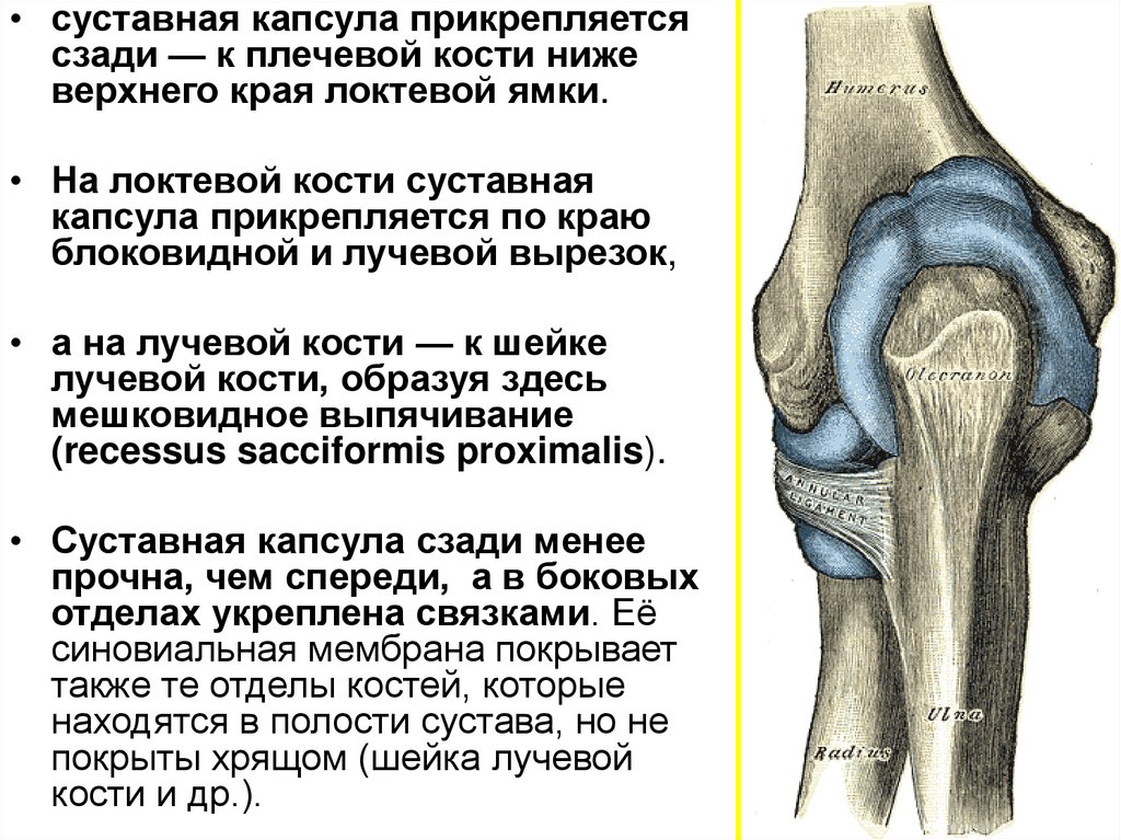 Артротомия плечевого сустава. Пункция локтевого сустава. Пункция локтевого сустава презентация. Пункция и артротомия коленного сустава. Пункция полости локтевого сустава.