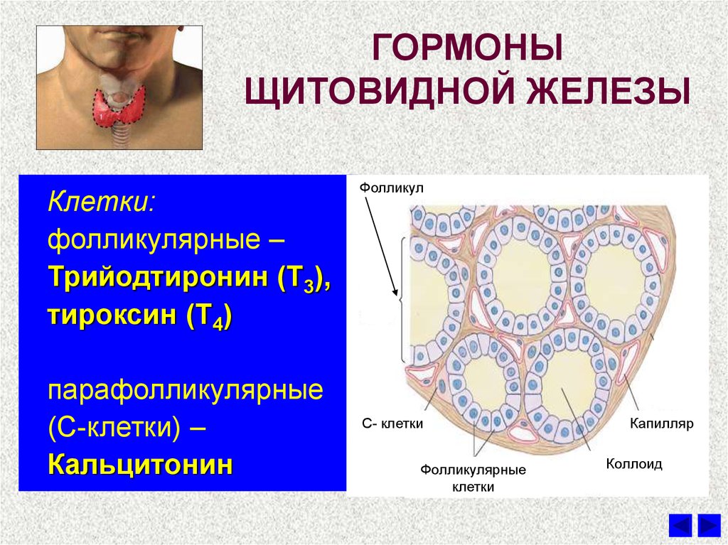Какие железы вырабатывают тироксин. Фолликулярные клетки щитовидной железы. Строение клеток щитовидной железы. Фолликулярные клетки щитовидной железы вырабатывают гормоны. Гормоны щитовидной железы гистология.
