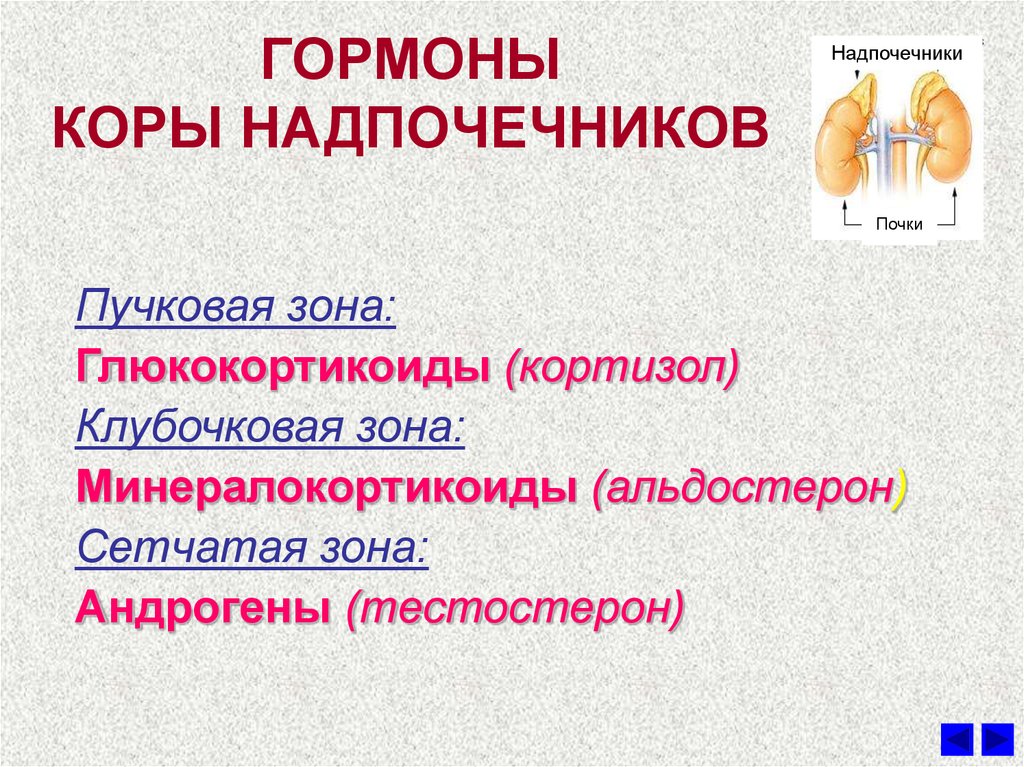 Гормоны коры надпочечников являются. Гормоны пучковой зоны коры надпочечников. Гормоны коркового слоя коры надпочечников. Клубочковая зона коры надпочечников вырабатывает гормоны.