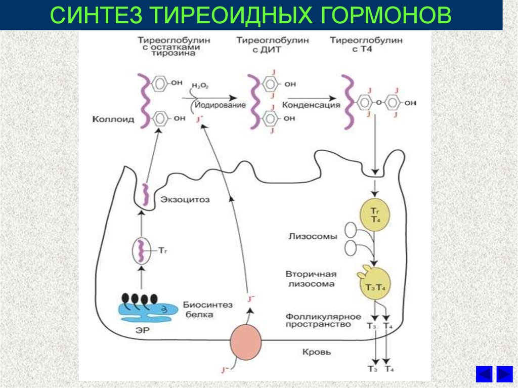 Д и д3 одно и тоже. Биосинтез тиреоидных гормонов схема. Гормоны щитовидной железы этапы биосинтеза. Схема синтеза тиреоидных гормонов. Секреция гормонов щитовидной железы схема.