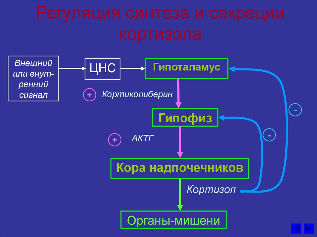 Схема регуляции синтеза и секреции кортизола