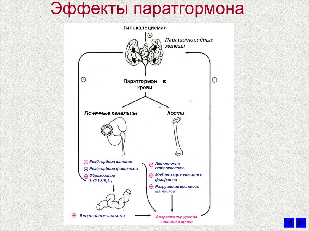 Паратгормон значение