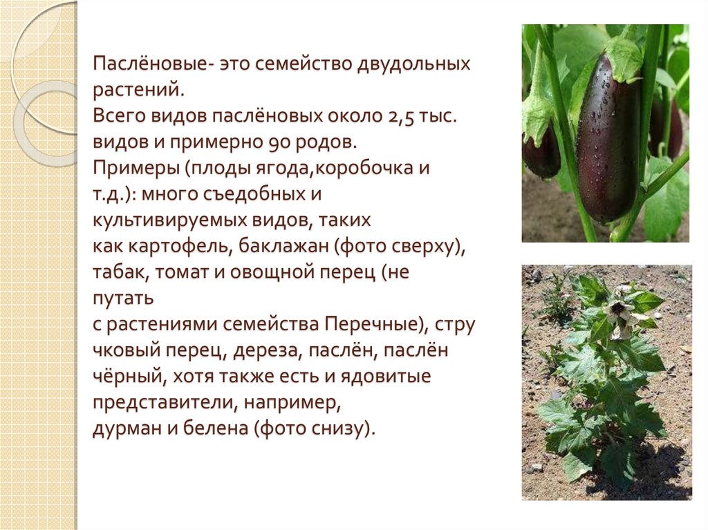 Баклажан это ягода или фрукт. Баклажан семейство пасленовых. Двудольные растения Пасленовые. Класс двудольные семейство Пасленовые. Баклажан цветок семейство Пасленовые.