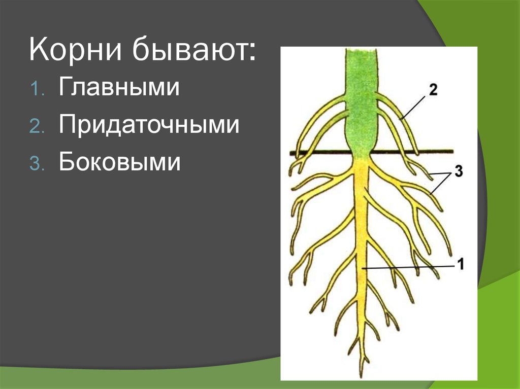 Боковой орган растений. Вегетативные органы корень. Органы растений корень. Строение корня. Корень строение орган растения.