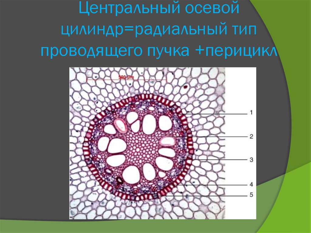 Схема строения корневища орляка