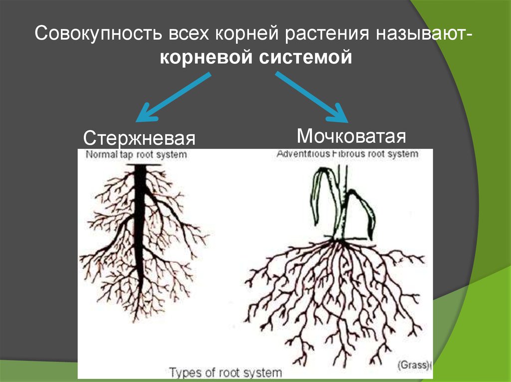 Корни одного растения называют корневой системой потому. Корни растений. Органы растений корень.