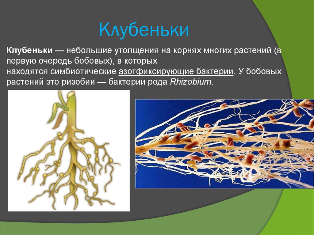 Род корневых будет жить читать 8. Симбиотические корни корневые клубеньки. Клубеньки на корнях бобовых функции. Клубеньки на корнях бобовых 5 класс. Клубеньки с азотфиксирующими бактериями.