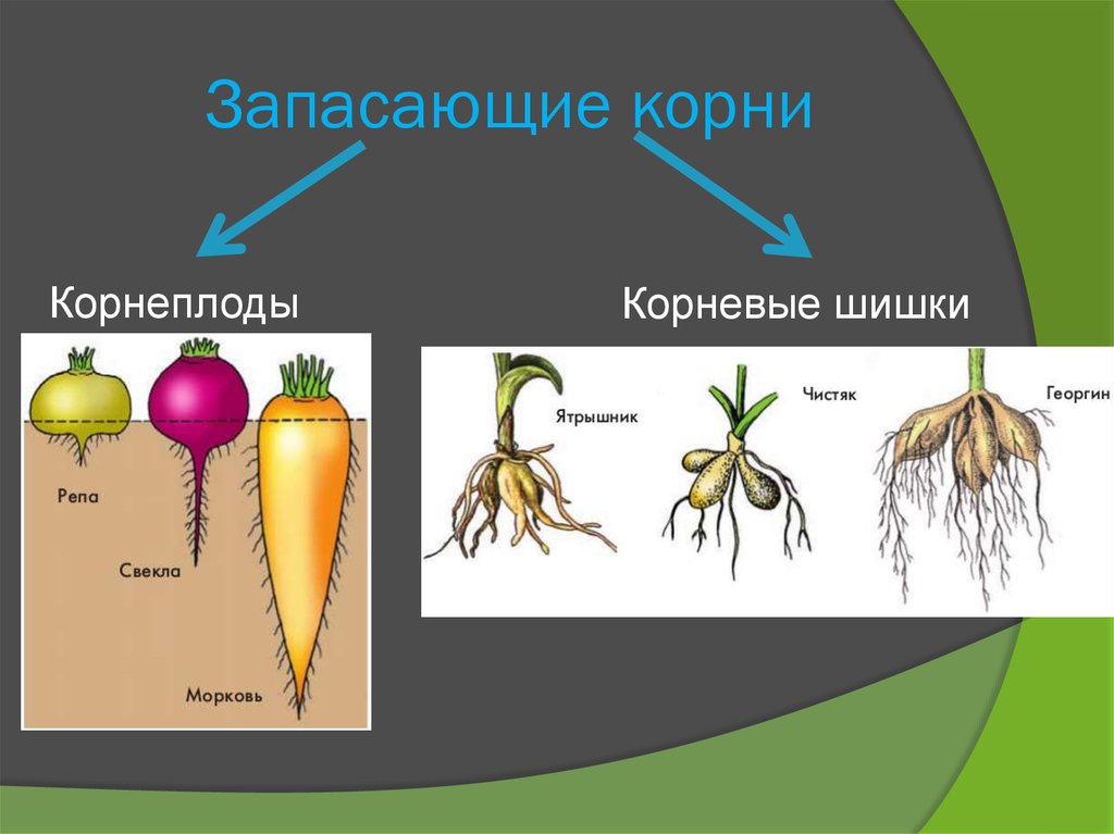 Участие вегетативных органов растения